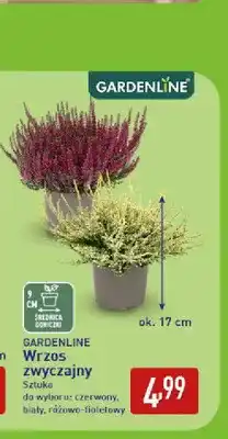 ALDI Wrzos zwyczajny Gardenline oferta