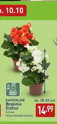 ALDI Begonia Elatior Gardenline oferta