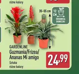 ALDI Guzmania Gardenline oferta