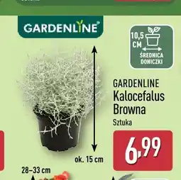 ALDI Kalocefalus Browna Gardenline oferta