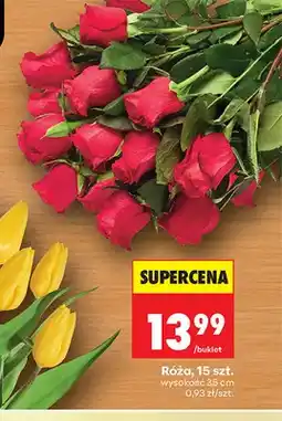 Biedronka Róża 15 szt oferta