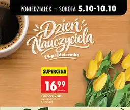 Biedronka Tulipan 9 szt oferta