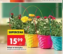 Biedronka Róża w koszyku oferta