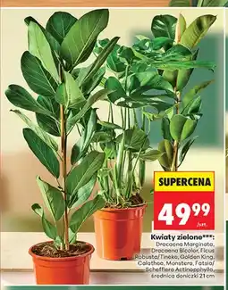 Biedronka Kwiaty zielone Dracaena Marginata oferta
