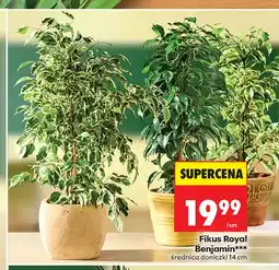 Biedronka Fikus Royal Benjamin oferta
