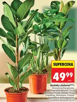 Biedronka Kwiaty zielone (Dracaena, Ficus, Calathea, Monstera, Fatsia/Schefflera) oferta