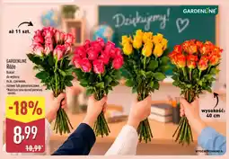 ALDI Róże bukiet Gardenline oferta