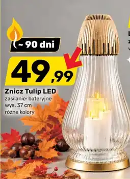 Bricomarche Znicz Tulip LED oferta