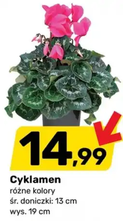 Bricomarche Cyklamen oferta