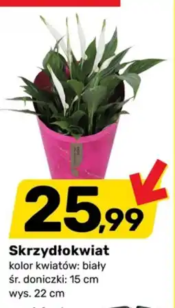 Bricomarche Skrzydłokwiat oferta