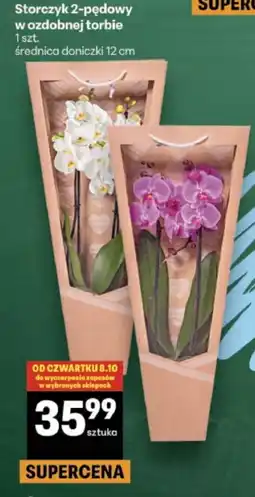 Delikatesy Centrum Storczyk 2-pędowy oferta