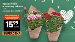 Delikatesy Centrum Róża doniczkowa oferta