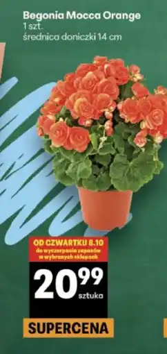 Delikatesy Centrum Begonia Mocca Orange oferta