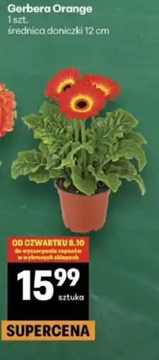 Delikatesy Centrum Gerbera Orange oferta