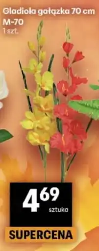 Delikatesy Centrum Gladiola gałązka 70 cm oferta