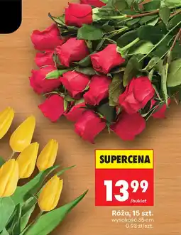 Biedronka Róża oferta