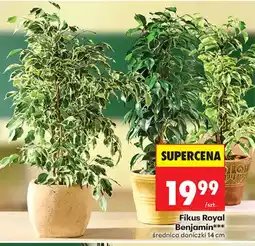 Biedronka Fikus Royal Benjamin*** oferta