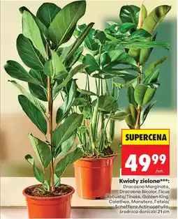 Biedronka Kwiaty zielone oferta