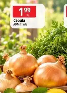 E.Leclerc Cebula ADM Trade oferta