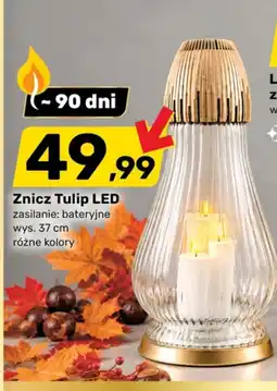 Bricomarche Znicz led oferta