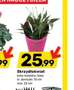 Bricomarche Skrzydłokwiat oferta