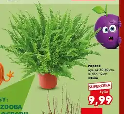 Kaufland Paproć wys. ok 30-40 cm śr. don. 12 oferta