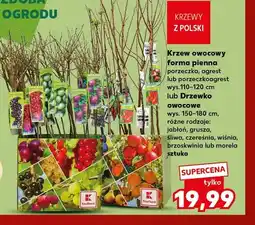 Kaufland Krzew owocowy forma pienna porzeczka wys. 110-120 cm oferta