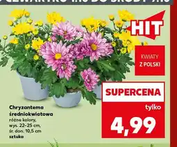 Kaufland Chryzantema średniokwiatowa różne kolory wys. 22-25 cm śr. don. 10,5 oferta