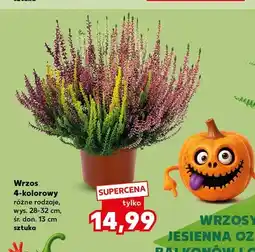 Kaufland Wrzos 4-kolorowy wys. 28-32 cm śr. don. 13 oferta