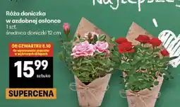 Delikatesy Centrum Róża doniczka w ozdobnej osłonce oferta