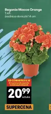 Delikatesy Centrum Begonia Mocca Orange oferta