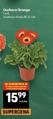 Delikatesy Centrum Gerbera Orange oferta