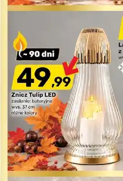 Bricomarche Znicz Tulip LED oferta