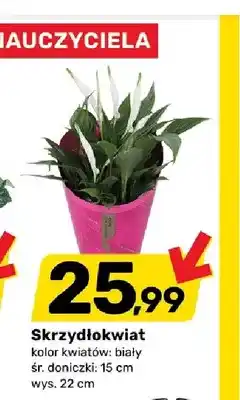 Bricomarche Skrzydłokwiat oferta