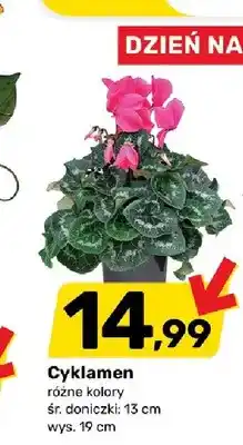 Bricomarche Cyklamen oferta