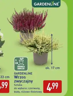 ALDI Wrzos Gardenline oferta
