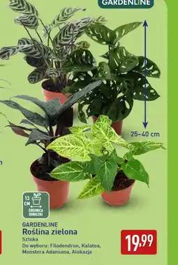ALDI Roślina doniczkowa Gardenline oferta