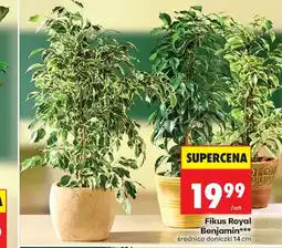 Biedronka Fikus Royal oferta