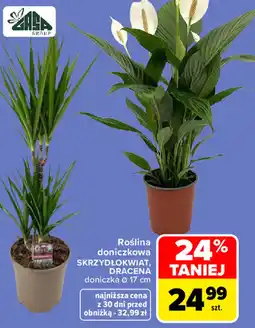 Carrefour Market Skrzydłokwiat, Dracena oferta
