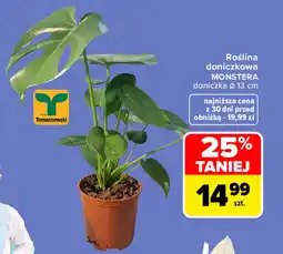 Carrefour Market Roślina doniczkowa MONSTERA oferta