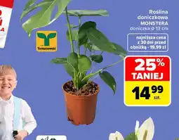 Carrefour Market Roślina doniczkowa MONSTERA oferta