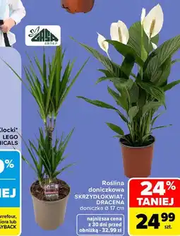 Carrefour Market Roślina doniczkowa SKRZYDŁOKWIAT, DRACENA oferta