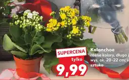 Kaufland Kalanchoe oferta