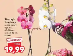 Kaufland Storczyk 1-pędowy oferta