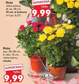 Kaufland Róże oferta
