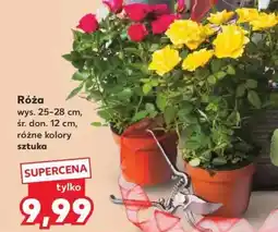 Kaufland Róża oferta