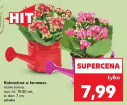 Kaufland Kalanchoe w konewce oferta