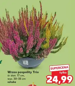 Kaufland Wrzos pospolity Trio oferta