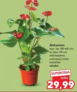 Kaufland Anturium oferta