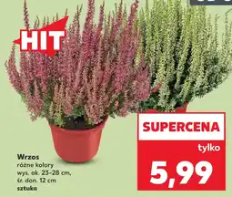 Kaufland Wrzos różne kolory oferta